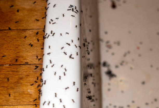 Best Mosquito Control Services  in Muldrow, OK