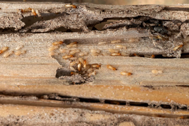 Best Bed Bug Extermination  in Muldrow, OK
